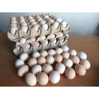 TELUR AYAM KAMPUNG TELUR KAMPUNG
