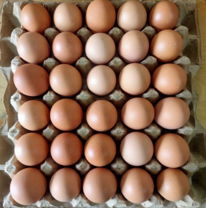 TELUR AYAM EROPA JUMBO 30 BUTIR TELUR AYAM NEGERI