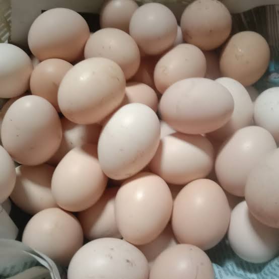 TELUR AYAM KAMPUNG TELUR KAMPUNG
